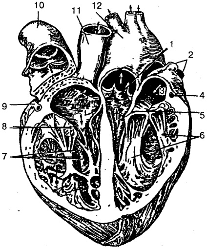 Inima inimii (cor)