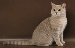 Scottish Fold Pisici patru în una