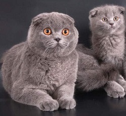 Scottish Fold Pisici patru în una