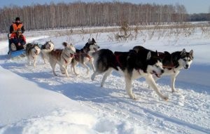 Siberian Husky rasa descriere, caracter, video, catelusi si pret