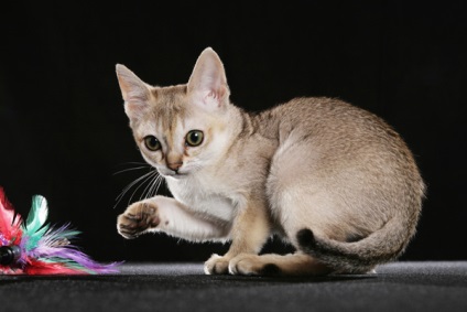 Szingapúr macska fajta leírás, fotó és videó anyagok a faj vélemények