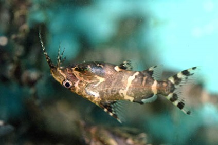 Synodontis vagy harcsa Changeling-tartalom, razmozhenie, fotók