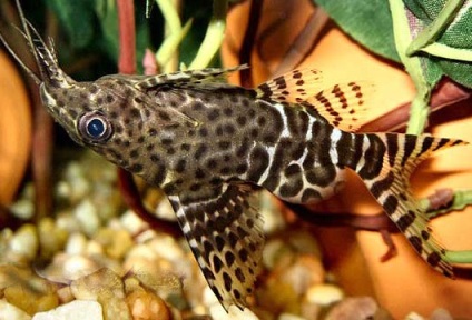 Synodontis vagy harcsa Changeling-tartalom, razmozhenie, fotók