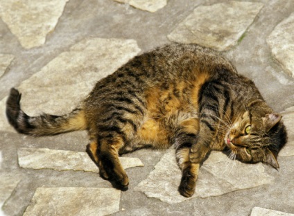 Cât durează sarcina la pisici - care sunt semnele și cum se determină