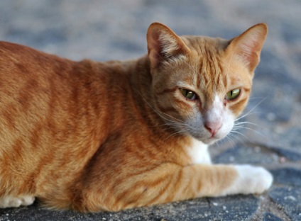 Cât durează sarcina la pisici - care sunt semnele și cum se determină