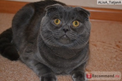 Scottish Fold (Scottish fold) - „My szomorú történet