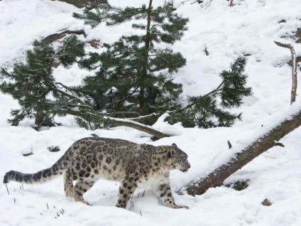 Leopard de zăpadă