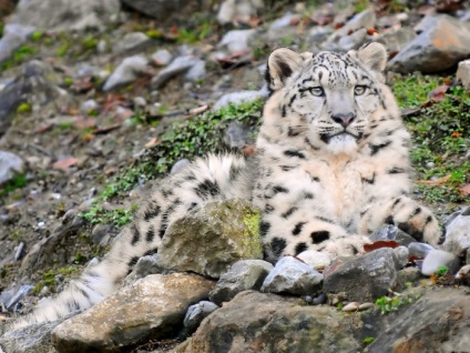 Leopard de zăpadă