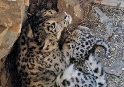 Snow leopard állat - hó leopárd, leírás, szokások