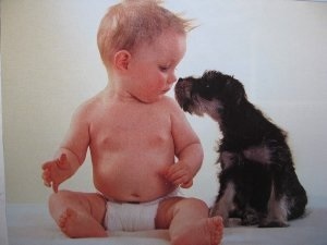 Egy kutya és egy újszülött, hogyan kell helyesen bemutatni a sobakery