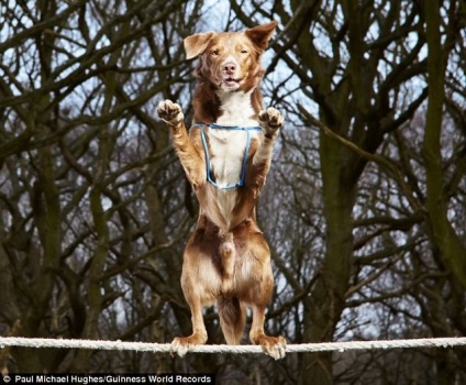 Dog echilibrist - recordului Guinness record de cărți, povestiri scurte Teckel lung