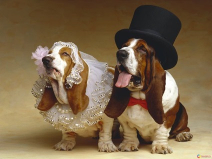 Kutya az esküvőn, hogyan lehet bevonni a barátja az ünnepségen