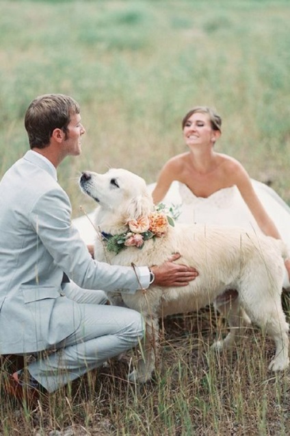 Câine la nuntă cum să-și angajeze prietenul la ceremonie