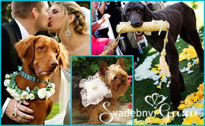 Câine la nuntă cum să-și angajeze prietenul la ceremonie