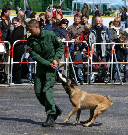 Caini → rasa de caini - malinois