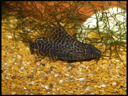 Som shifter (synodontis)