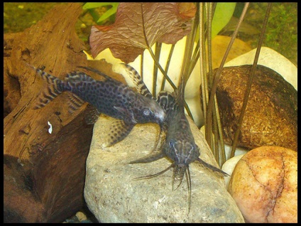 Som shifter (synodontis)