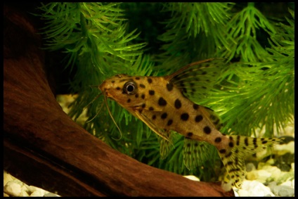 Som shifter (synodontis)