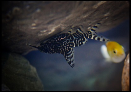 Som shifter (synodontis)