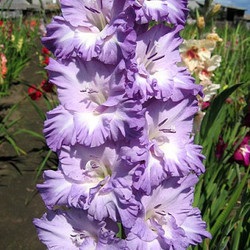 Gladioli fajták gyűjtők fényképe és neve