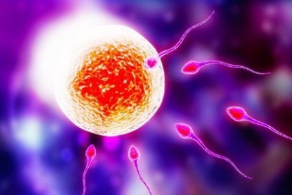 Procesul de maturare a spermatozoizilor și momentul de formare a spermei