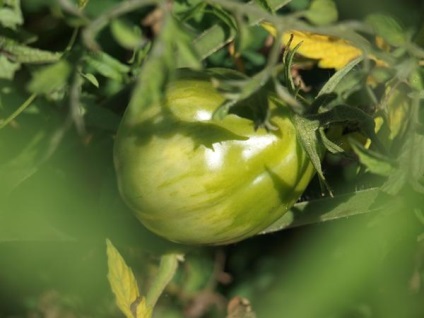 Pentru a rupe pe tomatele de maturare sau nu răspunsurile experților