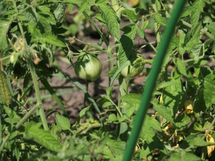 Pentru a rupe pe tomatele de maturare sau nu răspunsurile experților