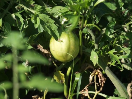 Pentru a rupe pe tomatele de maturare sau nu răspunsurile experților