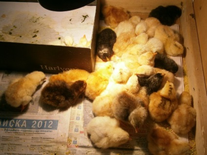 Să scapi de găini într-un incubator