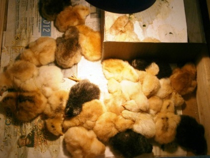 Să scapi de găini într-un incubator