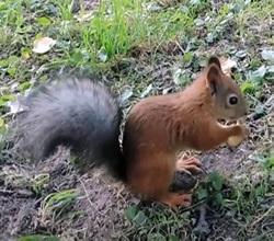 Versek a fehérje a gyermekek számára, CHURIKOV