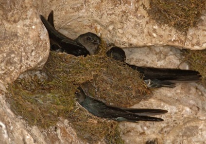 Swifts leves fészkek swiftlets lenyeli fészek forgalmazás szikla élőhely Activity