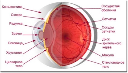 Structura și funcțiile ochiului sunt mușchii ochiului, globul ocular