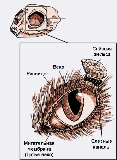 Szerkezete és funkciója a szem macskák