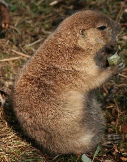 Gopher descriere stepă, fotografii și fapte interesante