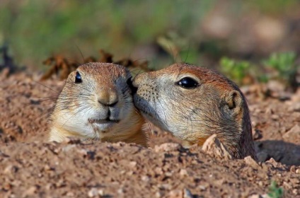 Gopher descriere stepă, fotografii și fapte interesante