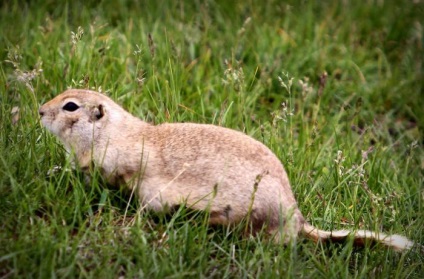 Gopher descriere stepă, fotografii și fapte interesante