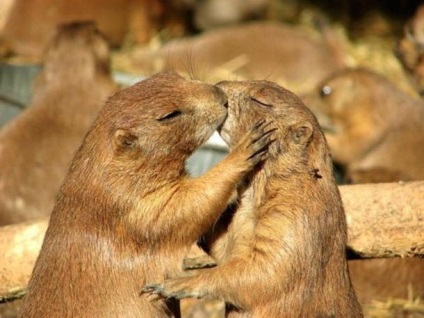 Gopher préri leírás, fotók és érdekességek