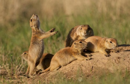 Gopher descriere stepă, fotografii și fapte interesante