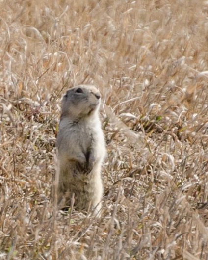 Gopher descriere stepă, fotografii și fapte interesante