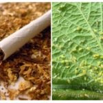 Tutunul din afide - pregătirea și utilizarea corectă