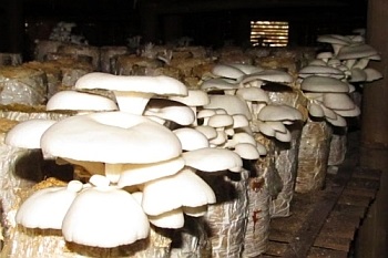 Tehnologia de creștere ciuperci de ciuperci în casă
