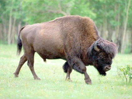 Az Amur tigrisje - ritka faj, zoomorph