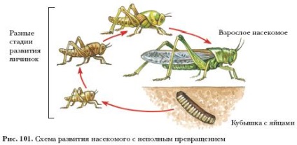 Tipuri de dezvoltare a insectelor, platforma de conținut