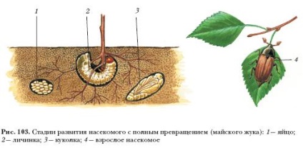 Tipuri de dezvoltare a insectelor, platforma de conținut