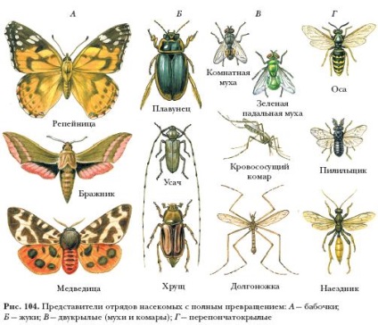 Tipuri de dezvoltare a insectelor, platforma de conținut