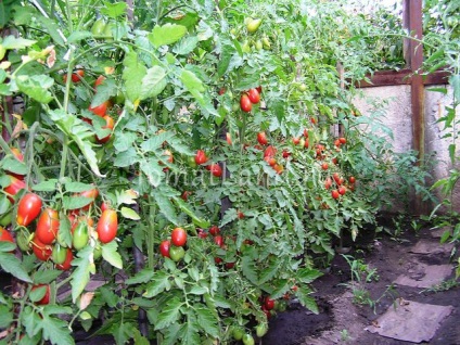 Tipuri de tomate
