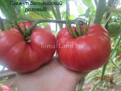 Tipuri de tomate