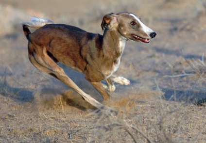 Hound turcmenesc al pelvisului - trăsături ale vânătorii naționale - știri din Turkmenistan