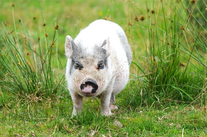 Învățând un mini-porc pentru a aduce lucrurile la fotografie, cum să-i înveți pe un mol pitic minigip să poarte lucruri
